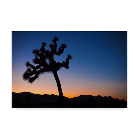 Janice Sullivan 'Joshua Tree Ii' Canvas Art,16x24